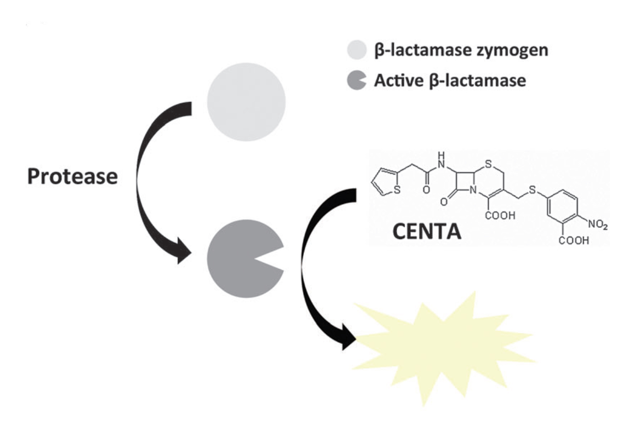 lactamase%20zymogen_ChemComm_2014